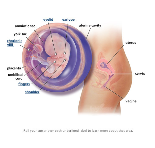 the fetal stage